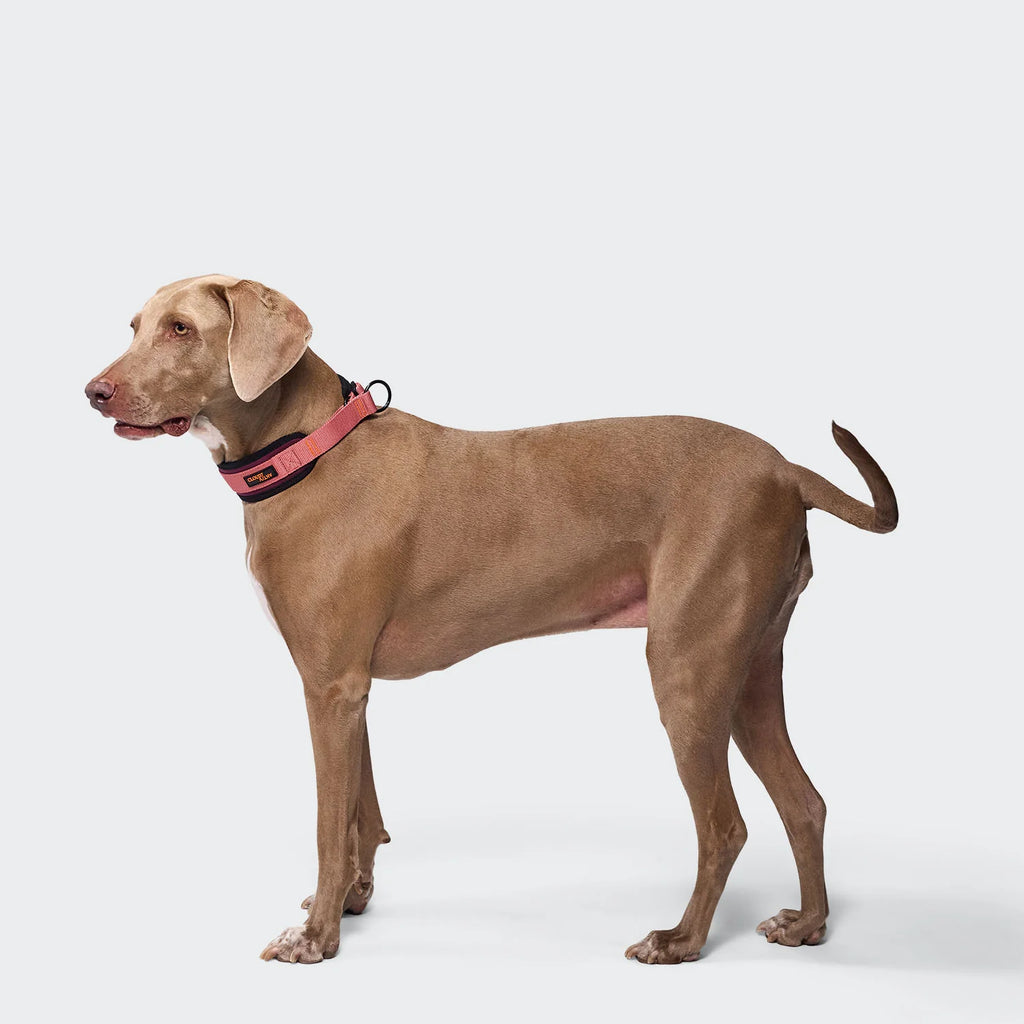 Cloud7 C-1 Martingale Collar AKTIV Softshell