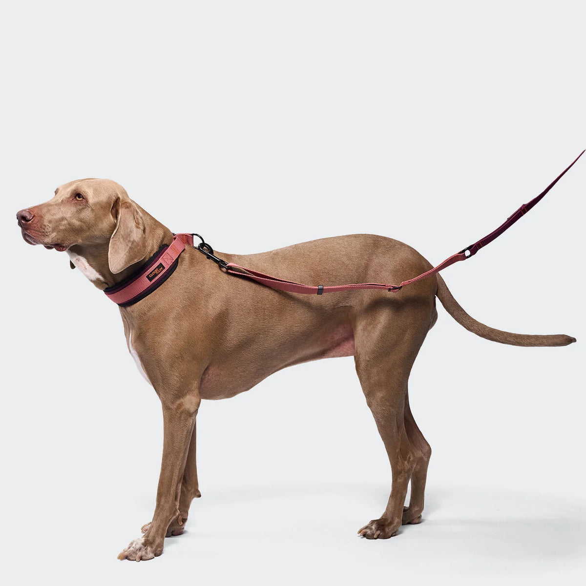 Cloud7 C-1 Martingale Collar AKTIV Softshell