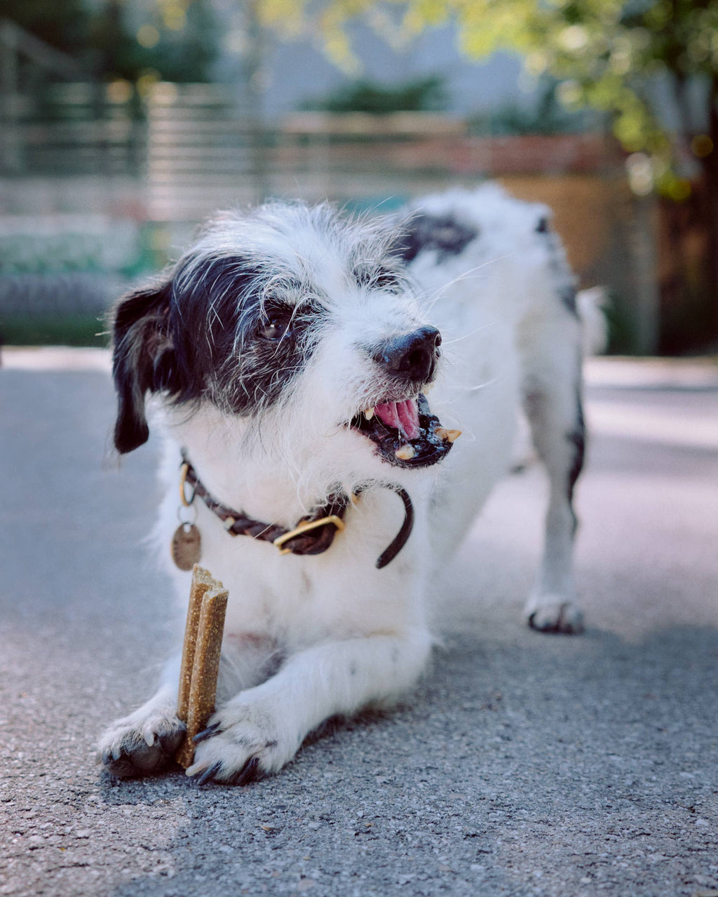 VEGDOG Mobilities 115 g