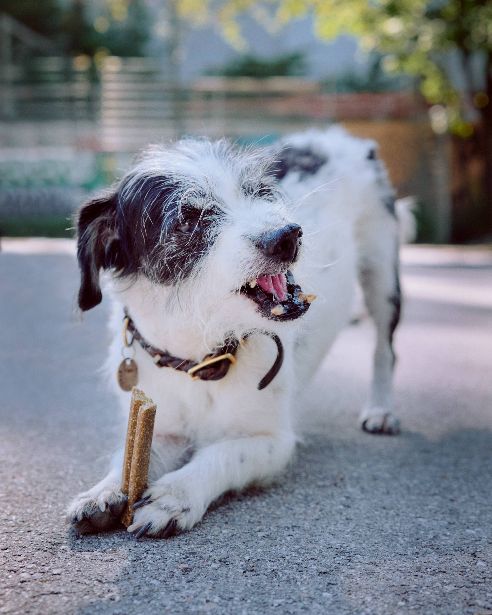 VEGDOG Mobilities 115 g