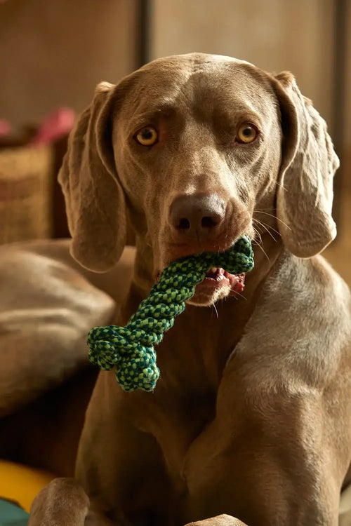 Calma House Pet Toy Bone Buby