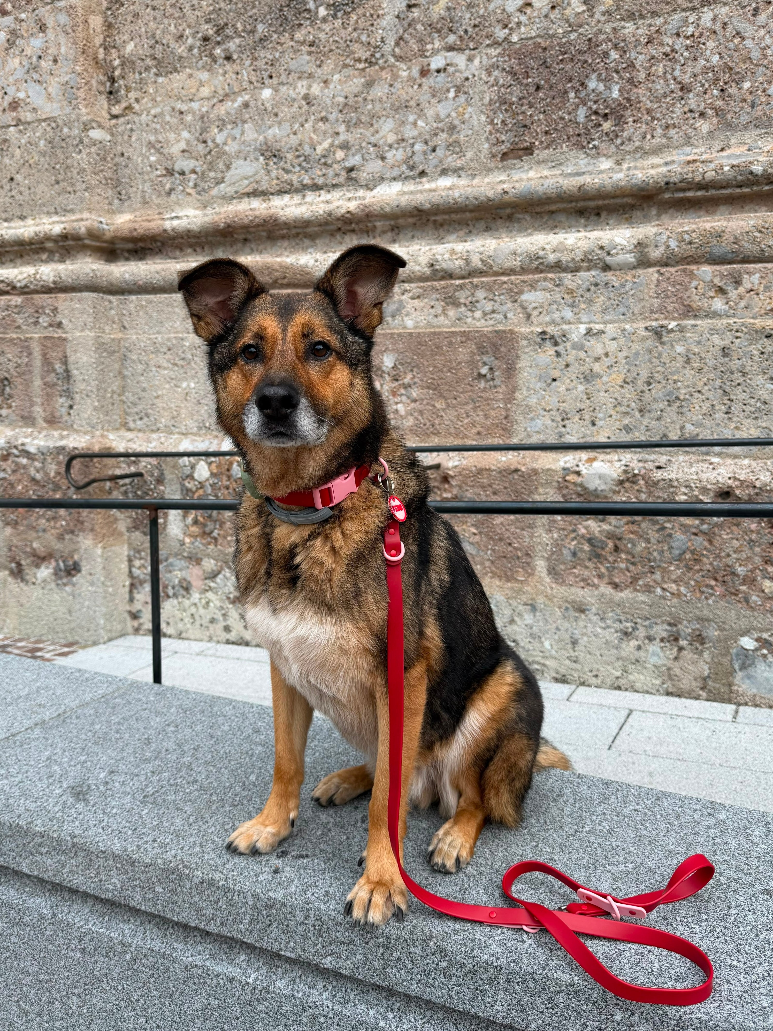 The Fritz Dog Leash