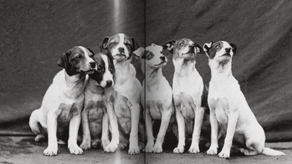 TASCHEN Der Hund in der Photographie 1839—heute (DE, EN, FR)
