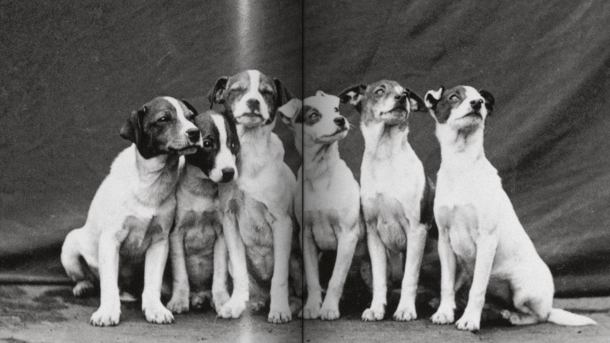 TASCHEN Dogs in Photography 1839—Today (DE, EN, FR)