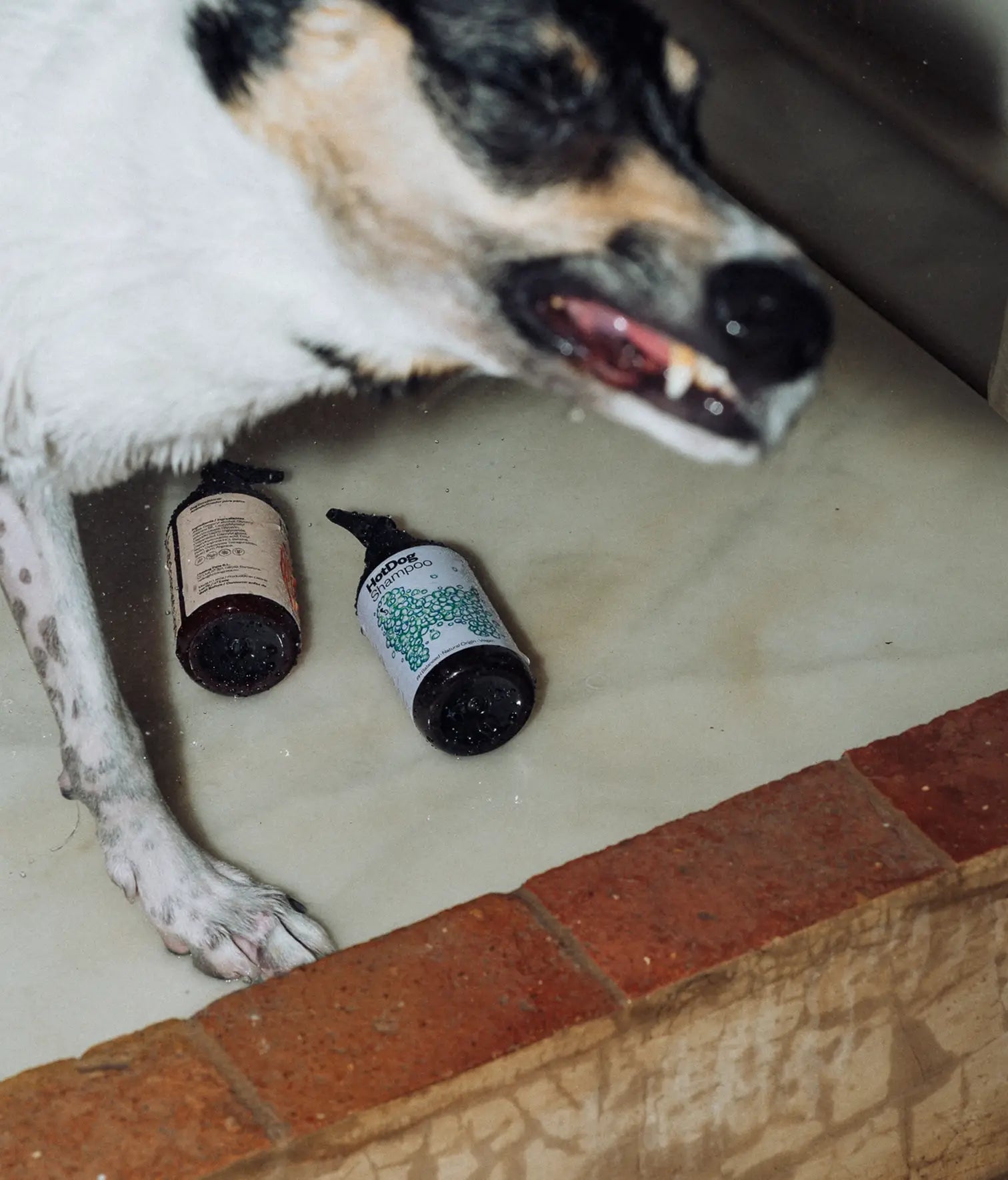 HotDog Pets Veganes Hundeshampoo