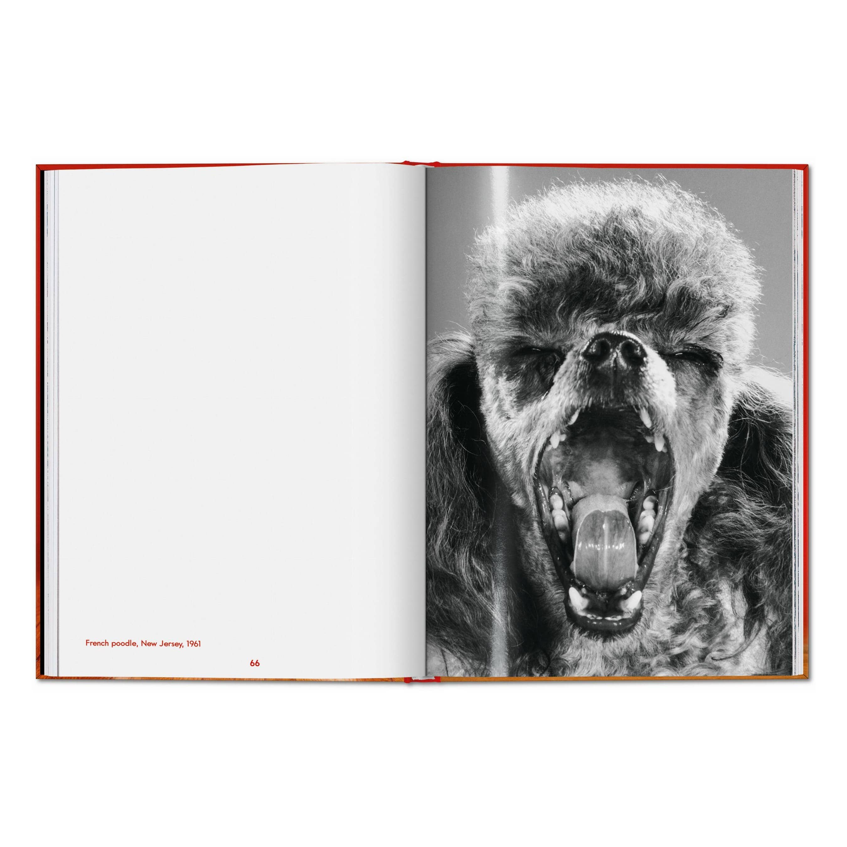 TASCHEN Walter Chandoha. Dogs. Photographs 1941–1991 (EN)