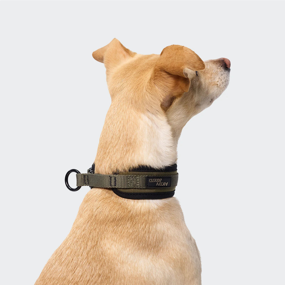 Cloud7 C-1 Martingale Collar AKTIV Softshell
