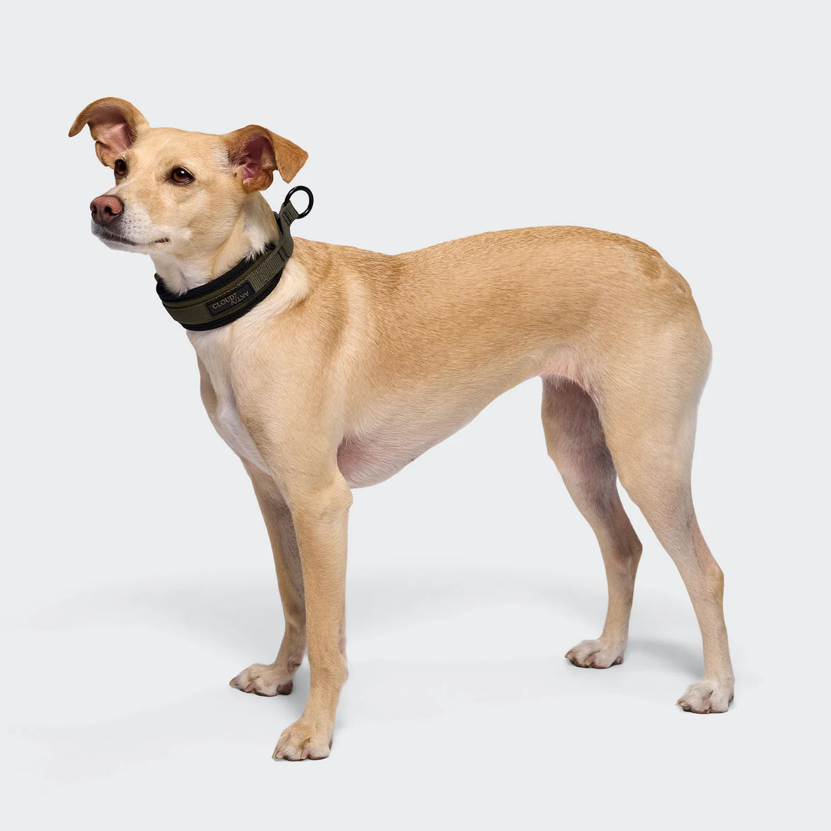 Cloud7 C-1 Martingale Collar AKTIV Softshell