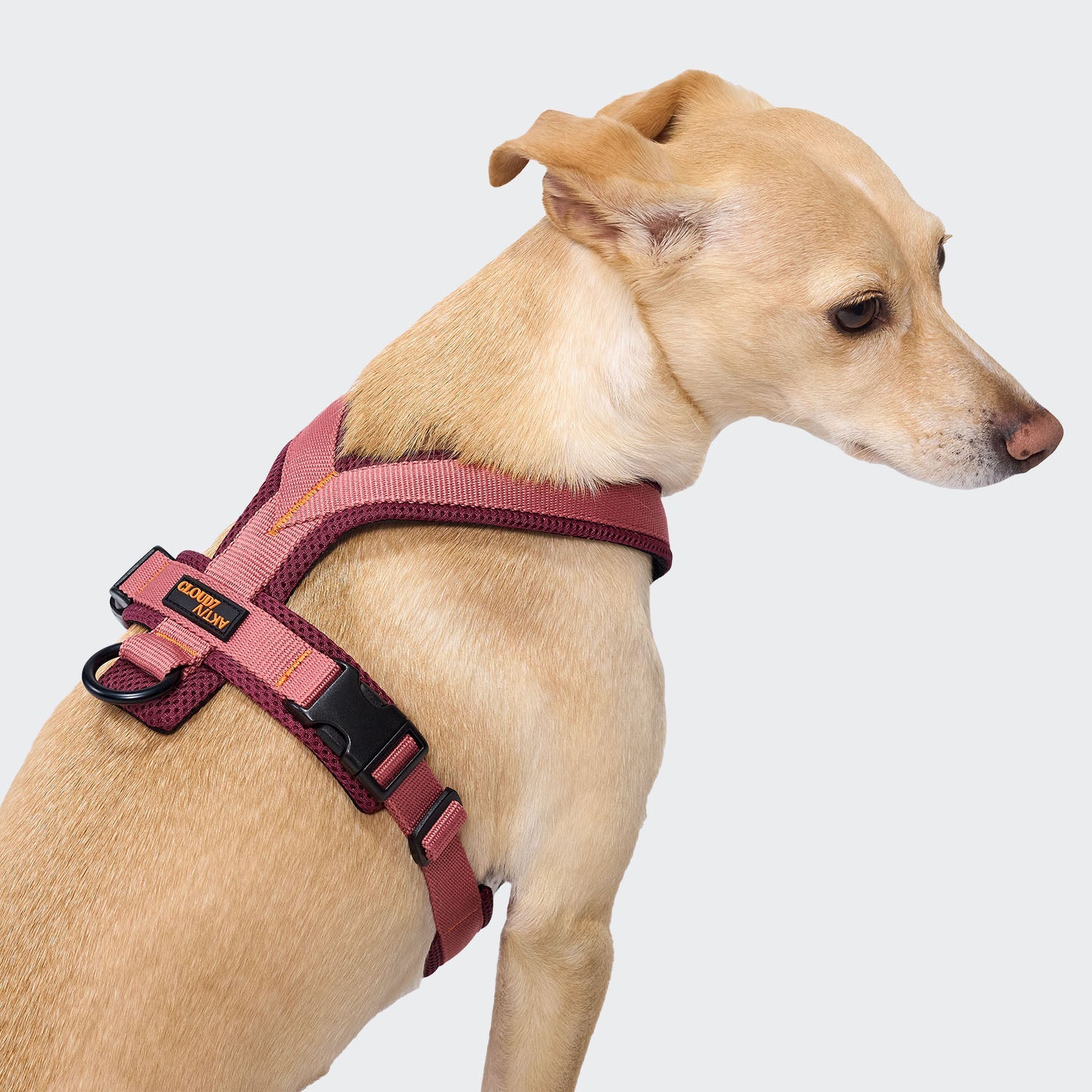 Cloud7 Y-1 Harness ACTIVE Air-Mesh