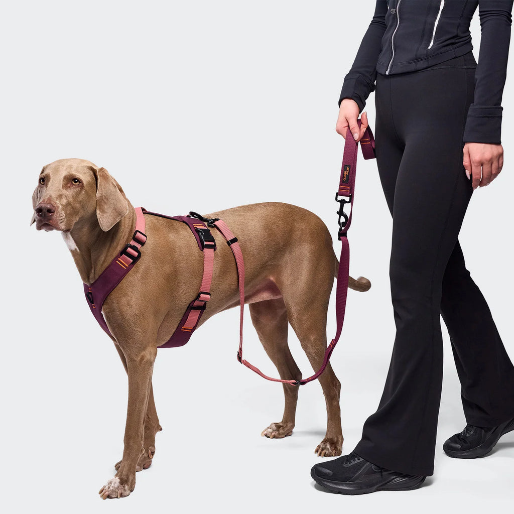 Cloud7 Y-2 Harness ACTIVE