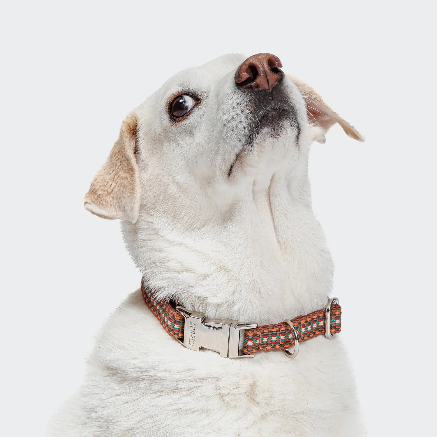 Cloud7 Hundehalsband Klick Prater Sunset