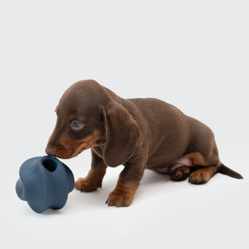 Trimmi Hundespielzeugball mit Futterfach